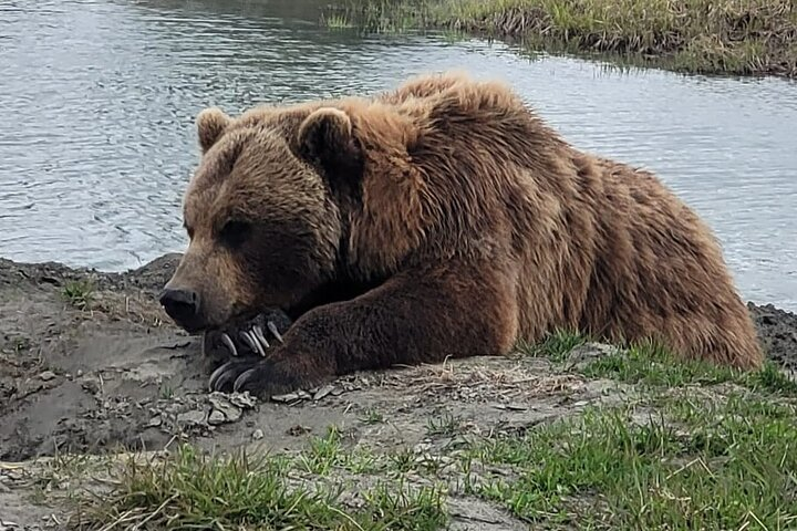 Alaska Grizzly Brown Bear